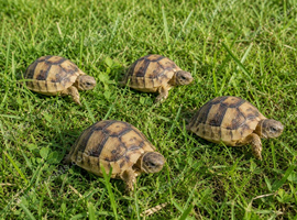 Horsefield Tortoises