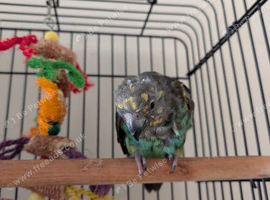 Meyers Parrot with cage for sale
