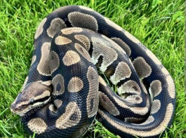 Royals and racking system