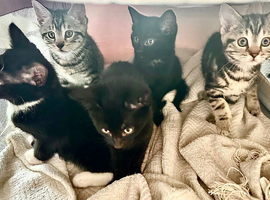 5 kittens ready for their new family