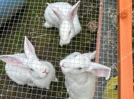 Rabbits