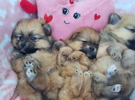Pomeranian puppies for sale