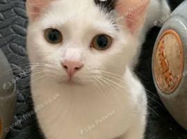 Kitten for sale