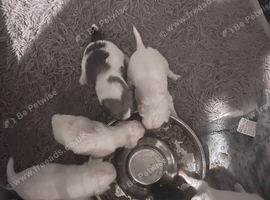 Cabochon pups