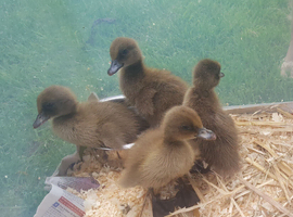 Khaki campbell ducklings