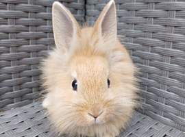 Lionhead cross mini lop 8 weeks old!