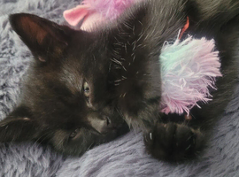 Last one beautiful little boy kitten are looking for a new home
