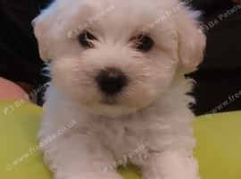 Maltese puppies