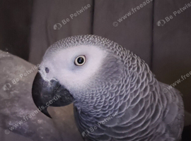 Wanted African grey (cock bird)