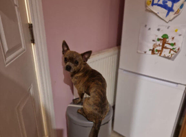 Chihuahua x