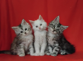 Pure Maine Coon Kittens For Sale