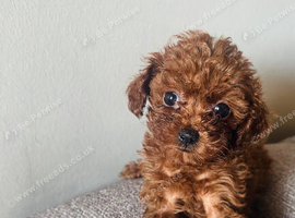 Asian poodle micro size puppies