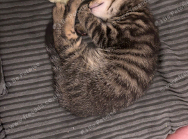 Last boy from litter of 5