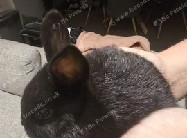 10 beautiful mixed breed rabbits