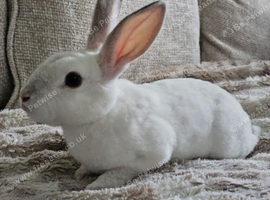 Californian x Mini Rex