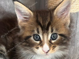 Beautiful Maine Coon Kittens