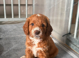 Cockapoo puppies for sale