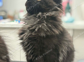 Tica registered black smoked male Maine coons