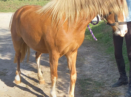 QUALITY SEC C 3yr filly