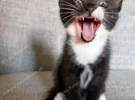 Kittens looking for forever homes