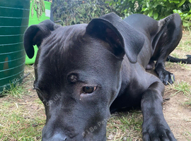 Cane corso really wants a new home