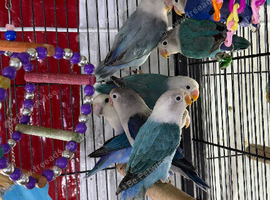 Baby lovebirds Glasgow
