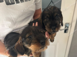 Beautiful Teckel Dachshund puppies for sale