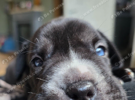 Frenchbulldog cross pups