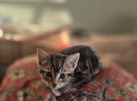 Tabby Kittens Ready now