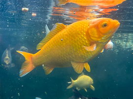2 Large Goldfish