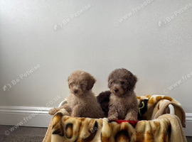 Toy poodls