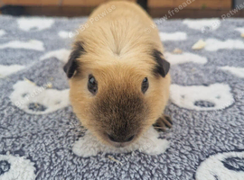 Californian boar for sale !