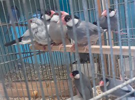 Java Finches Ready now