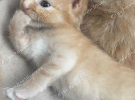 BEAUTIFUL KITTENS TO RESERVE