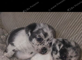 Merle female chihuahuas