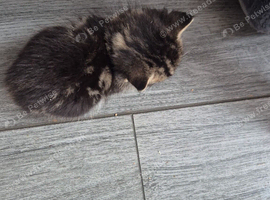 Kittens