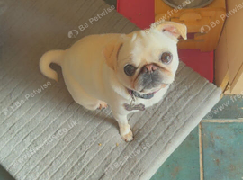 Beautiful cream pug