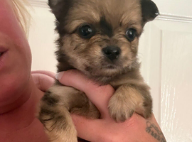 Pomchi puppies