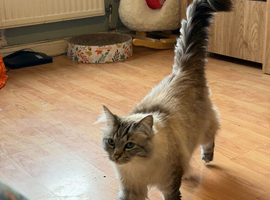 NEEDS REHOMING ASAP Male ragdoll