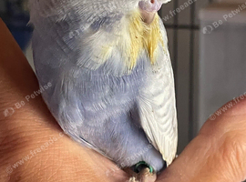 Tame baby budgies straight from the parents