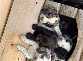 Cocker spaniels