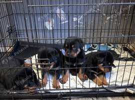 2 Rottweiler pups