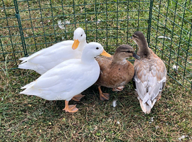 This years call ducks available and looking for a new pond