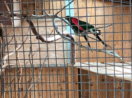 Proven pair king parrots