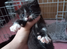 Kittens up for sale