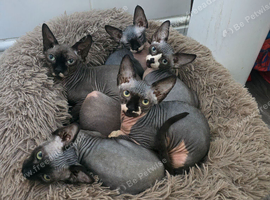Ready Sphynx Kittens Looking for Their Forever