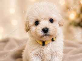 Maltipoo puppies Parents health tested