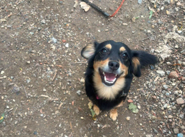 Indy is looking for a home