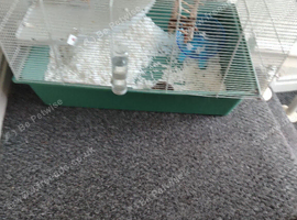 Syrian hamster