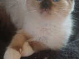 Just 3 Left Beautiful Ragdolls